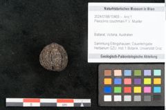 Foto (Objekt + Etikett) von Pleioclinis couchmani F.V. Mueller (NHMW-GEO-2024-0188-10469)